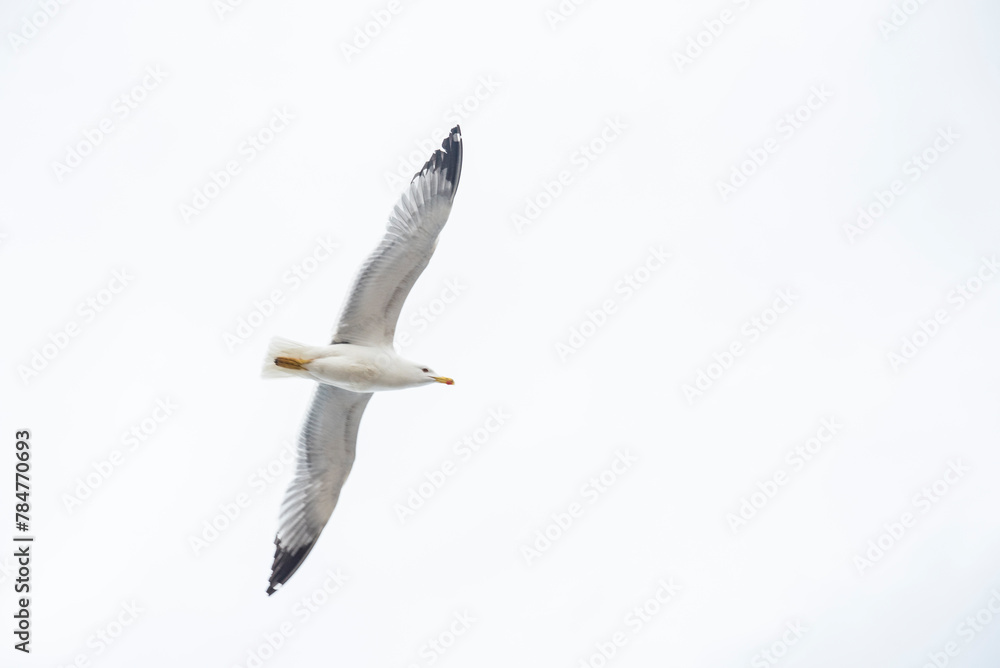 Obraz premium Seagulls in flight in the port waiting for the fishing boats