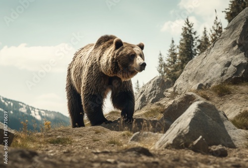 Grizzly Bear in the Carpathian Mountains, Ukraine © Gorilla Studio