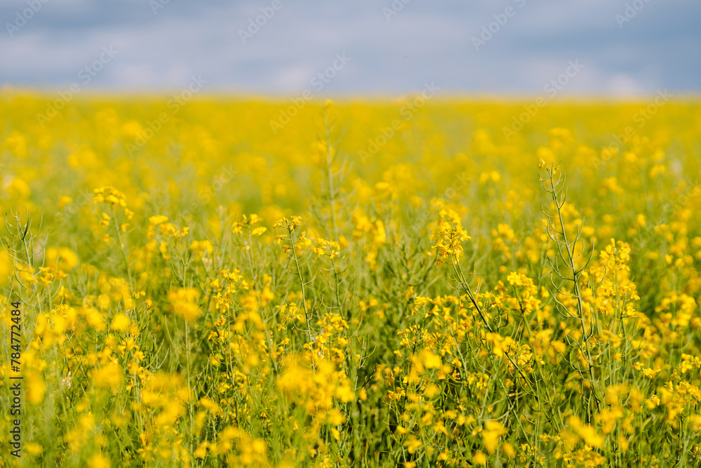 Bright yellow rapeseed field in sunny spring day. Bright yellow rapeseed field in sunny spring day.