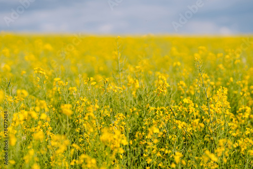 Bright yellow rapeseed field in sunny spring day.