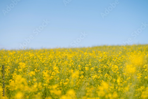Bright yellow rapeseed field in sunny spring day. © maxbelchenko