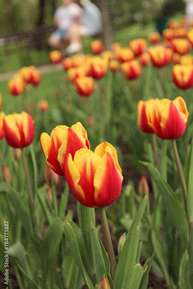 red and yellow tulips red and yellow tulips