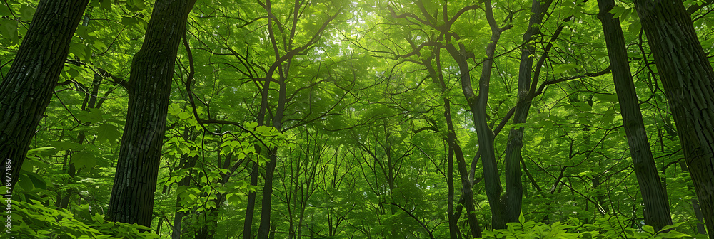 Fototapeta premium a green forest