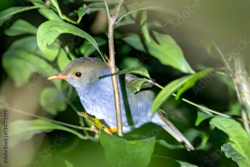 Orange-billed nightingale-thrush, Catharus aurantiirostris