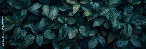   leaves in dark background