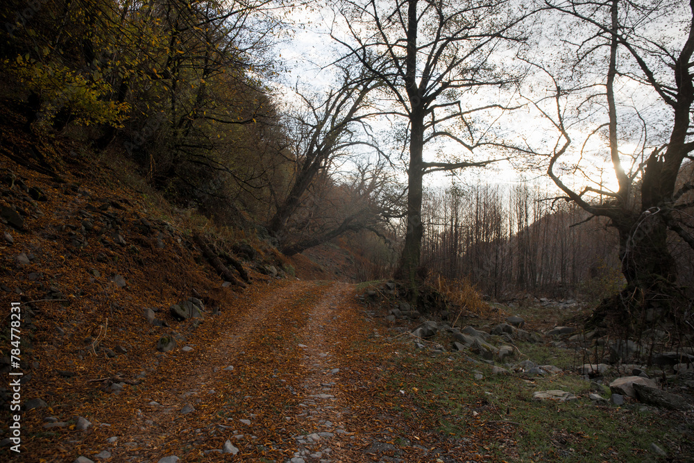 Landscape with beautiful fog in forest on hill or Trail through a mysterious winter forest with autumn leaves on the ground. Road through a winter forest. Magical atmosphere. Azerbaijan nature