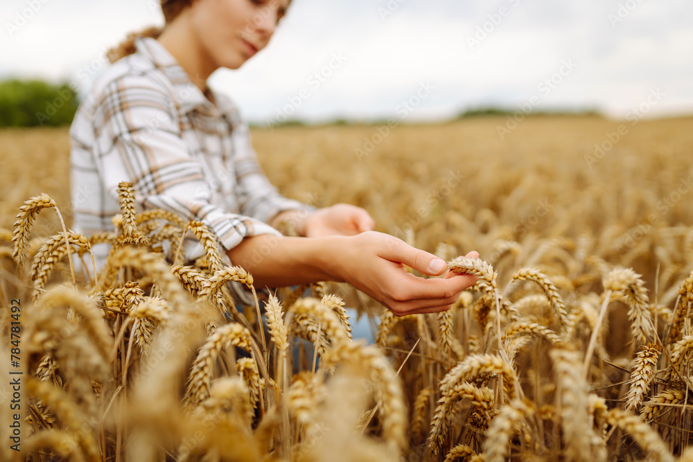 Woman farmer checking the quality of wheat grain on the spikelets at the field. Woman farm worker touches the ears of wheat to assure that the crop is in good condition. Agriculture, business, harves Woman farmer checking the quality of wheat grain on the spikelets at the field. Woman farm worker touches the ears of wheat to assure that the crop is in good condition. Agriculture, business, harves