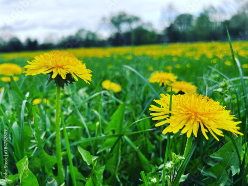 dandelions in the meadow