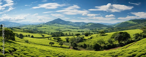 Tea farms with growing tea green field, web banner format