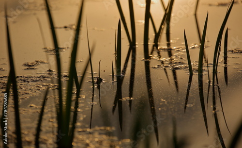 Reeds at sunset with reflections in the water