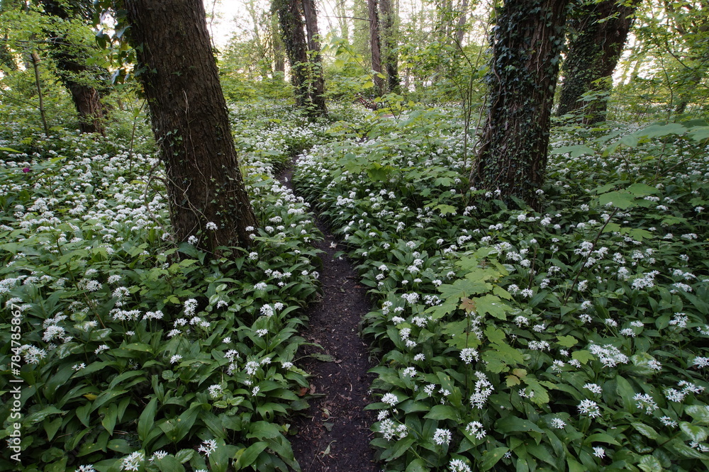 Bärlauchblüte im Wald Bärlauchblüte im Wald
