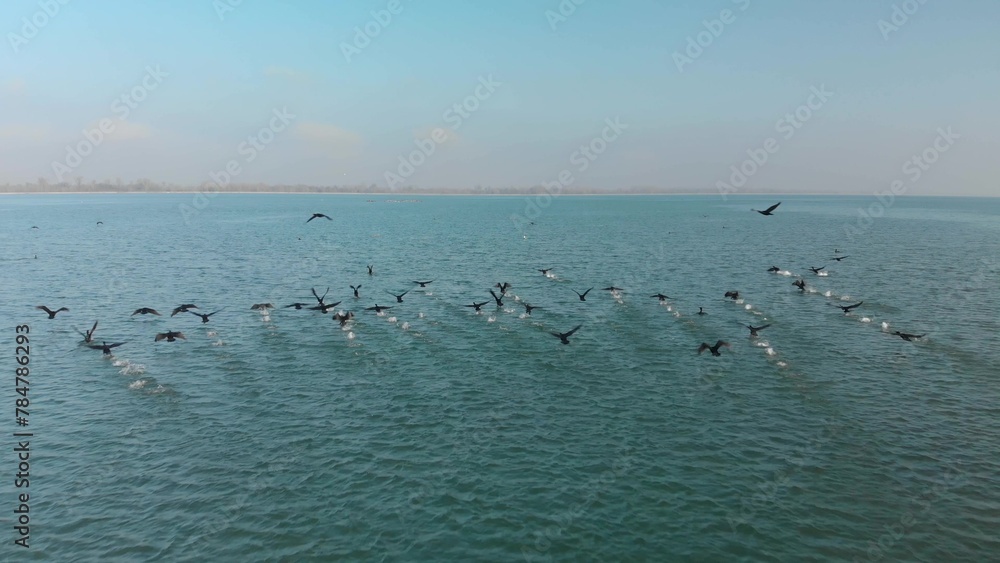 Flock of Black Great Cormorant fly and walk over the blue ocean water in a family group