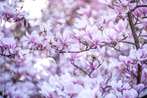 Kwitnąca magnolia © nitka_zaplatana