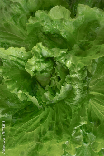 Overhead view of green lettuce leaves background