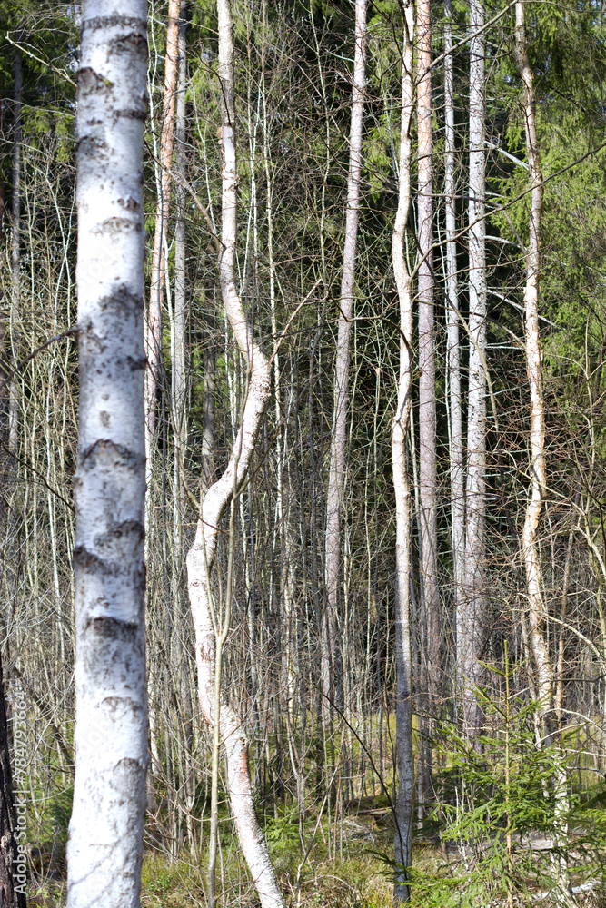 Naklejka premium vertical image with birch trees in the forest