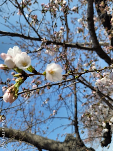sakura         Cherry blossom