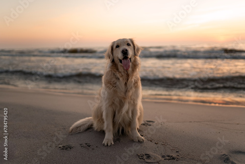 dog on the beach