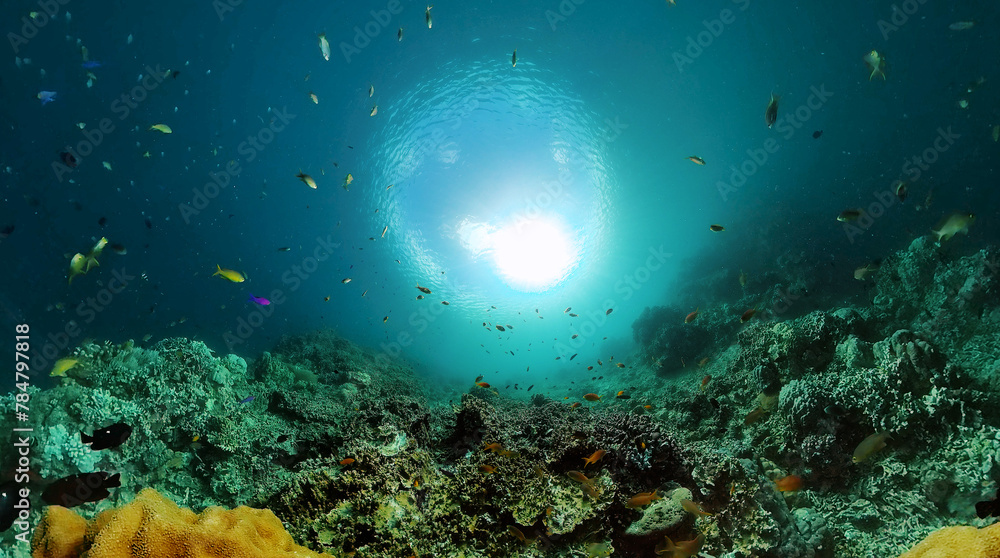 Coral reef and marine fish. Beautiful coral reef with colorful fish. Underwater world background. Coral reef and marine fish. Beautiful coral reef with colorful fish. Underwater world background.