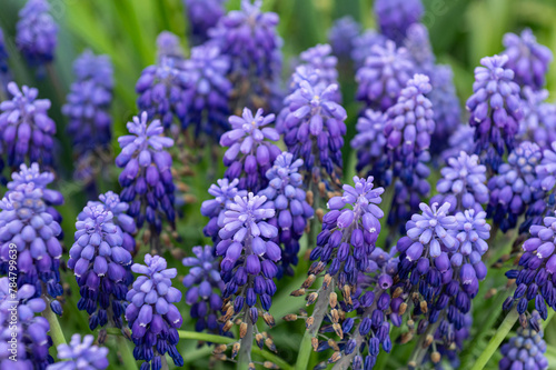 Purple flowers in early spring in the garden. Muscari blooms.