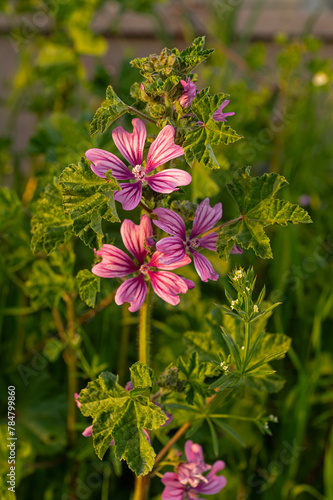 High or Tall Mallow is Herbaceous biennial plant. Malva Sylvestris is a species of the family Malvaceae. photo