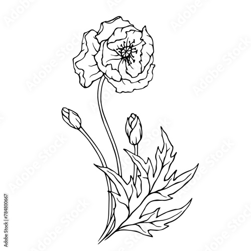 Line sketch of poppy field flower. Vector graphics.