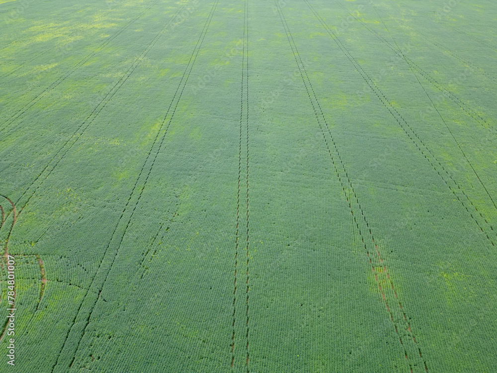Aerial view of a field of unripe green soybean with machinery path marks