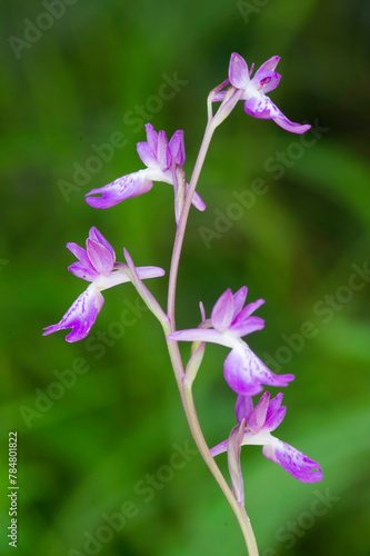 Purple Bog orchid (Orchis palustris, Anacamptis palustris), inflorescence. Sassari, Sardinia, Italy