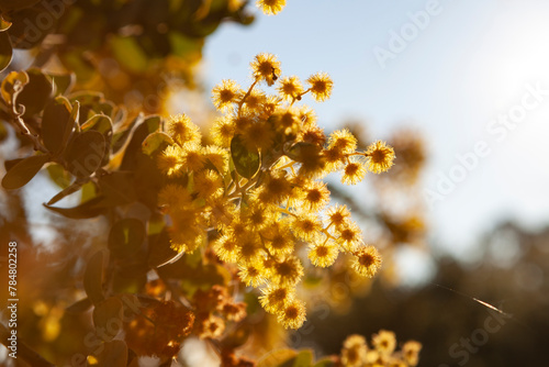 Silver Wattle, Blue Wattle (Acacia dealbata), Corowa, NSW, Australia photo