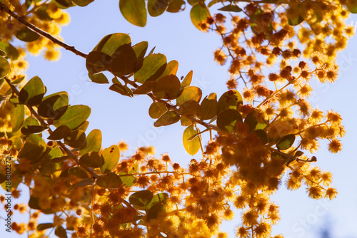 Silver Wattle, Blue Wattle (Acacia dealbata), Corowa, NSW, Australia photo