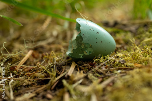 Half A Speckled Egg Shell Rests In Mossy Soil
