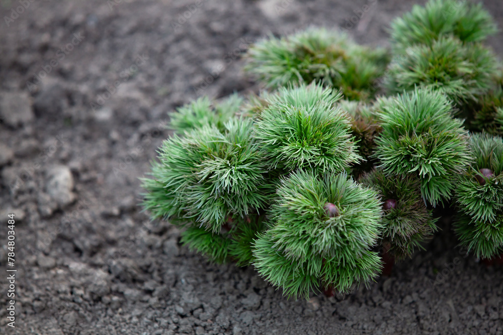 Peony sprouts in a flowerbed in the spring garden. Hobby: decorating and caring for the garden. Close-up, copy space.