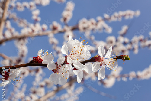Obraz na płótnie Springtime orchard. Blooming apricot twig without bees, against the blue sky. Close-up. w salonie