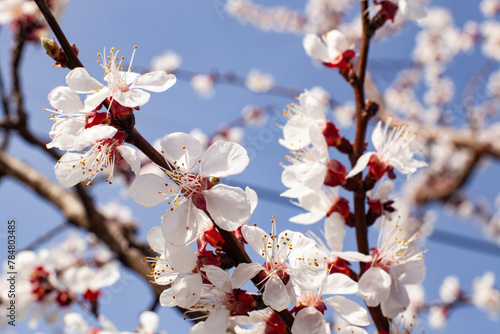 Obraz na płótnie Springtime orchard. Blooming apricot without bees, against the blue sky. Extreme close-up shot. w salonie