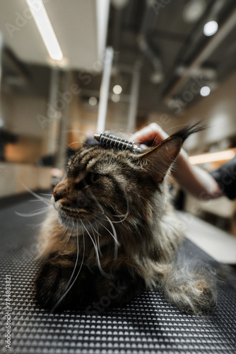 Combing a big Maine Coon cat.