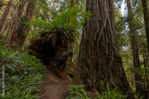 Large Redwood Trees on the Rhododendron Trail