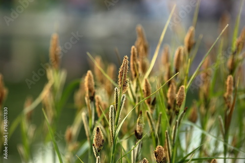 reeds in the wind