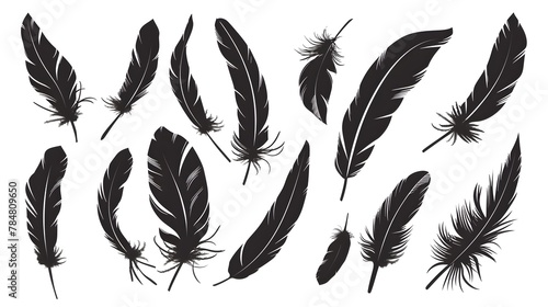 Bird Feather black silhouettes. Plumelet collection. Vector isolated on white
 photo