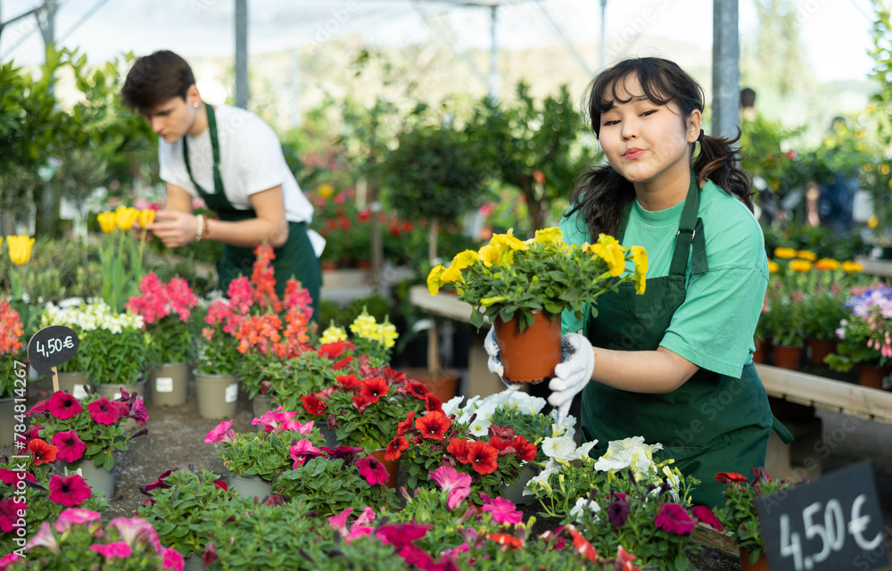 Cheerful friendly young asian florist girl working in greenhouse, showing potted blooming petunias with colorful flowers