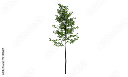 Tree isolated on white backgorund. Nature and plant collection.