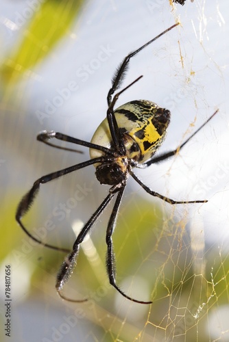 Black-legged Golden Orb Web Spider