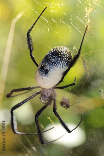 Black-legged Golden Orb Web Spider