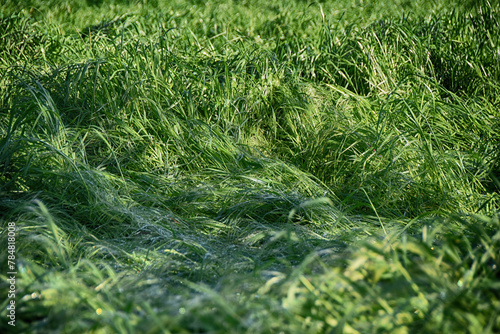 79 / 5.000
Risultati della traduzione

Grass laid down by the wind and rain, Cascinagrossa, Alessandria, Piedmont, Italy