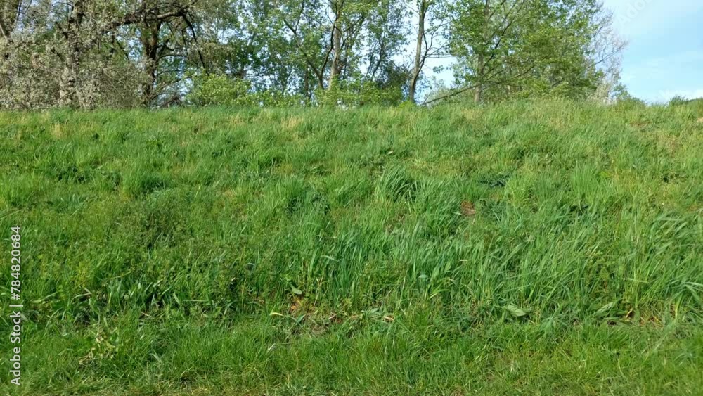Grass growing in the water embankment wiggling in the wind during springtime. Grass growing in the water embankment wiggling in the wind during springtime.