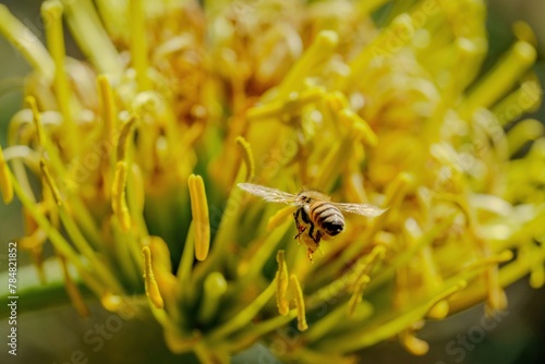 Bee flying into flowers.