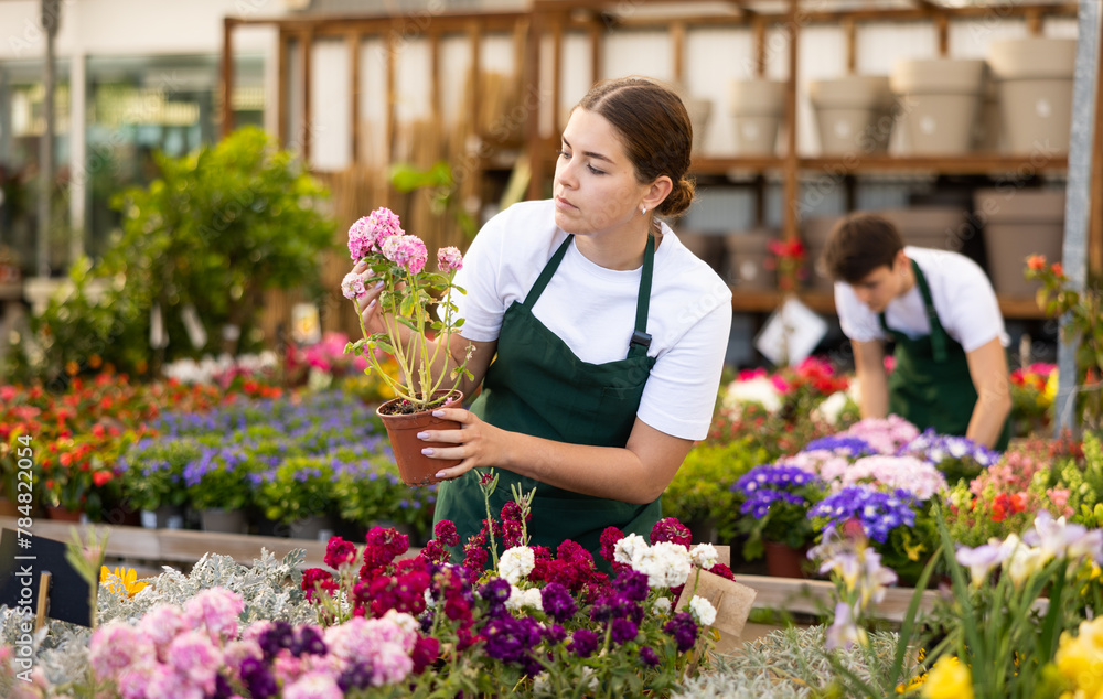Young woman sales assistant in flower shop gets acquainted with assortment and carefully examines Levkoy plant