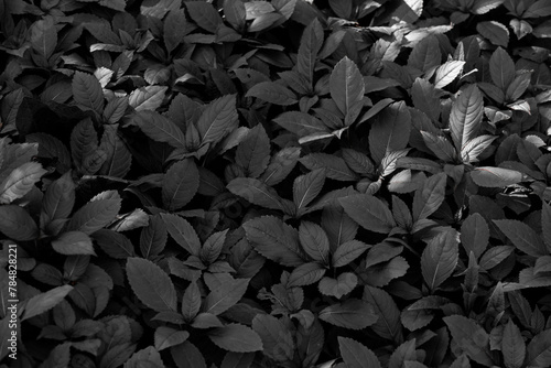 Selective focus of leaves Impatiens glandulifera in black and white toned, Young plant of Himalayan balsam is a species of flowering plant in the family Balsaminaceae, Nature greenery dark background. photo