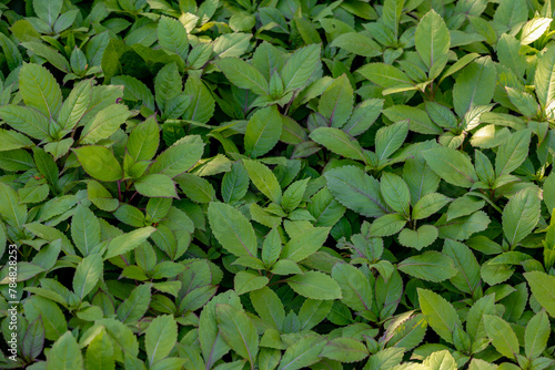 Selective focus of green leaves Impatiens glandulifera in the garden, Young plant of Himalayan balsam is a species of flowering plant in the family Balsaminaceae, Natural pattern, Greenery background.