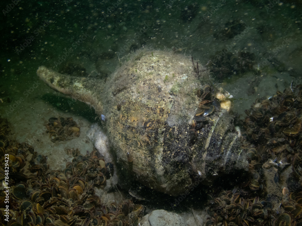 Obraz premium Channeled Whelk