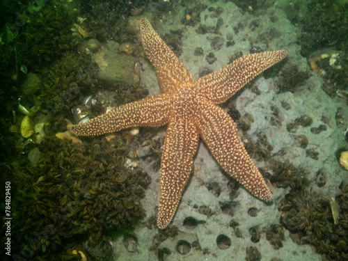 Forbes Sea Star