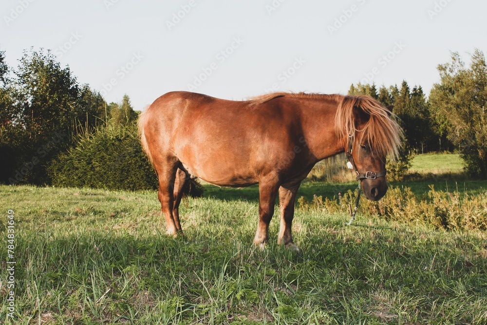Beautiful brown pony with a shiny coat standing gracefully in a lush green pasture under the warm rays of the sun, enjoying a peaceful and serene moment in the idyllic countryside setting
